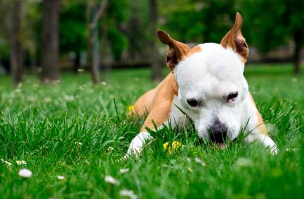 Por que os cachorros comem grama?