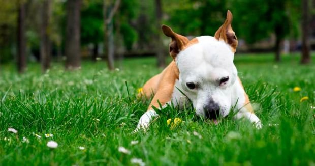 Por que os cachorros comem grama?
